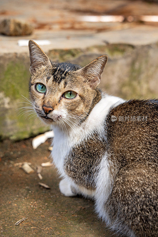 绿眼睛的虎斑猫看着摄影师