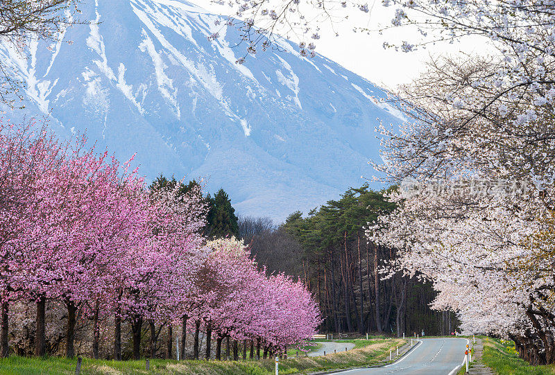 岩手山樱花盛开