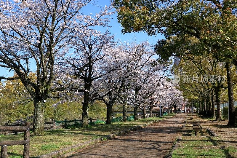 Josei公园，一排樱花树(高知县高知市)