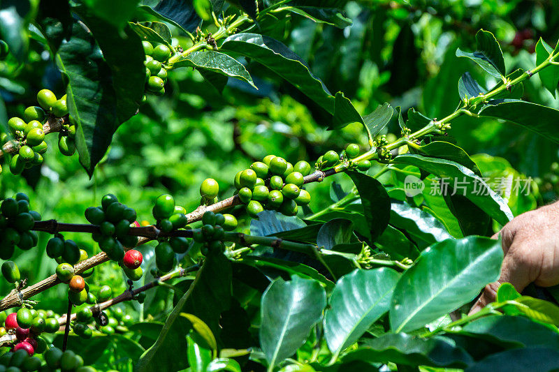咖啡枝上的新鲜生咖啡豆