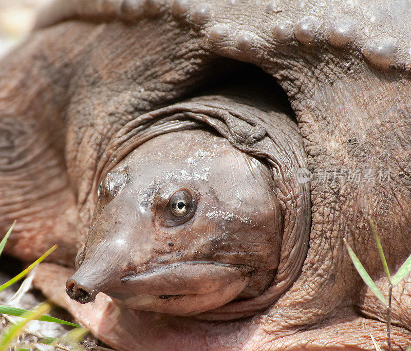 这是一只雌性佛罗里达软壳龟头部的特写照片。在佛罗里达州的池塘、沼泽和其他水生栖息地都能找到它们，它们只在晒太阳或产卵时离开水。