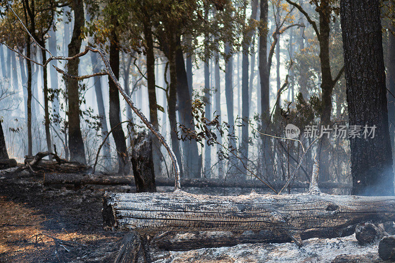 热带森林大火燃烧后，野生动物可能会因栖息地丧失和食物来源而死亡。
