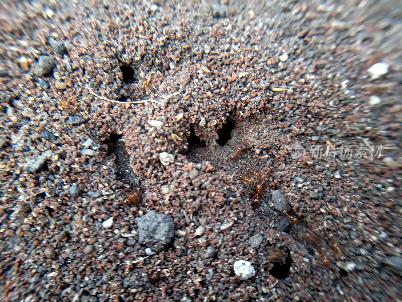 红蚂蚁在地上挖洞