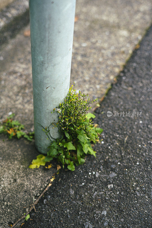 从混凝土中生长出来的绿色植物