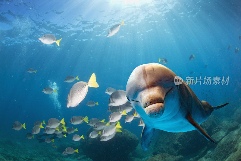 海豚水下在蓝色的海洋背景