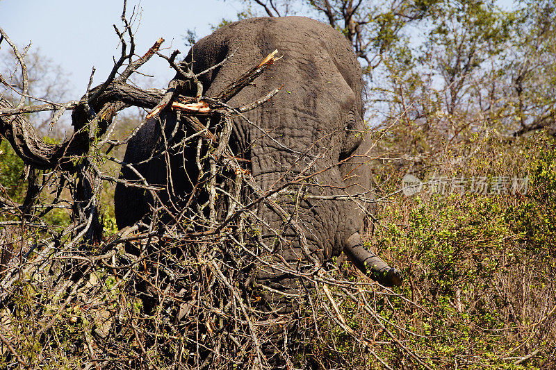 非洲公象在丛林中进食