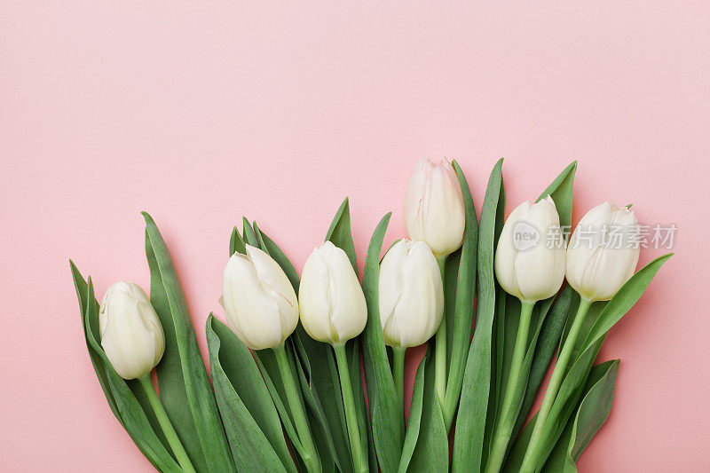 春天的郁金香花。向妇女们致以问候，母亲节。平的。