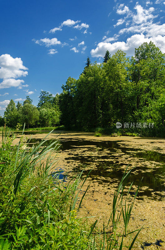夏季的乡村池塘与绿色的浮萍