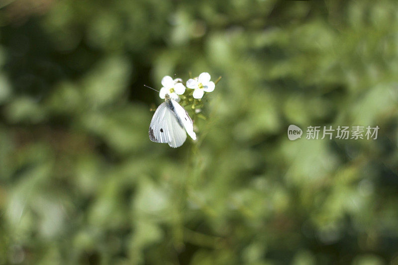 白花上的白蝴蝶;模糊的绿色背景