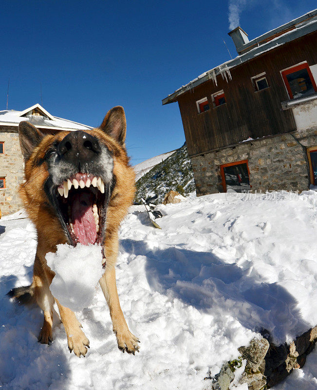 狗抓雪球