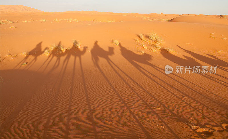 在撒哈拉沙漠的夕阳下，长长的骆驼的影子