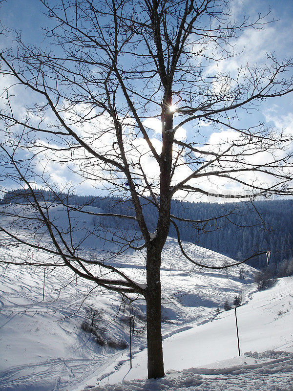 冬季景观