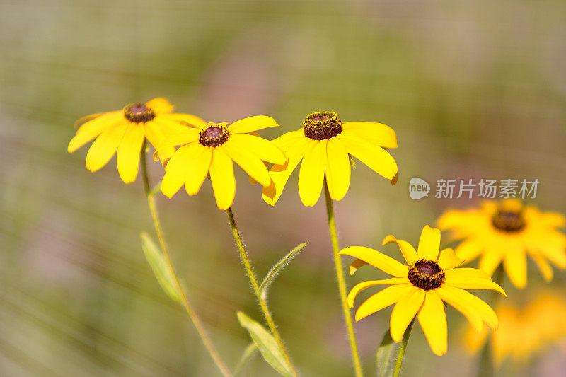 夏天的野花