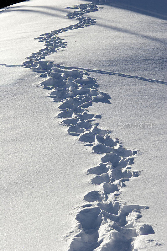 雪中的踪迹