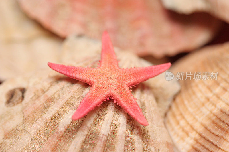 海洋生物