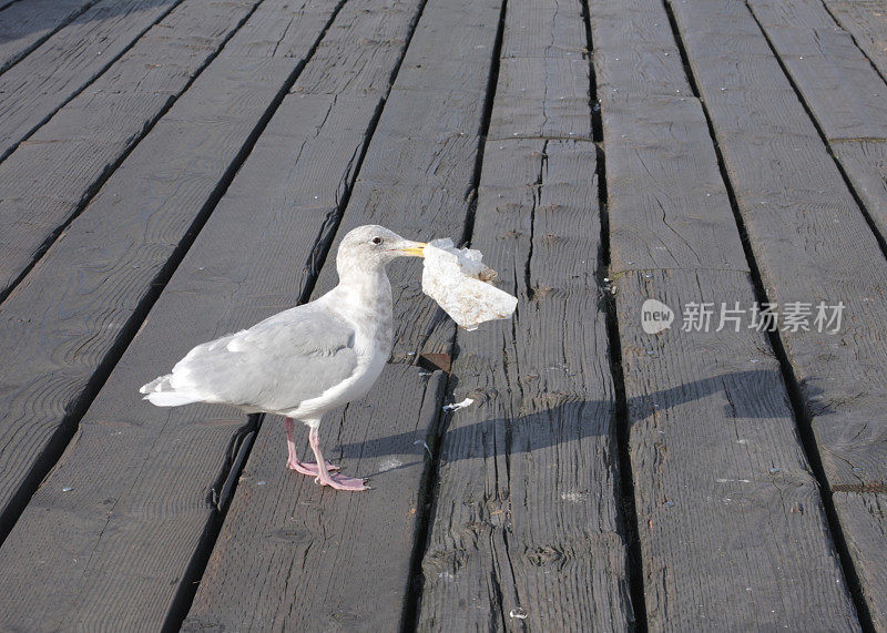 加拿大不列颠哥伦比亚省温哥华的海鸥与午餐