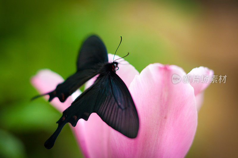 黑色的燕尾蝶