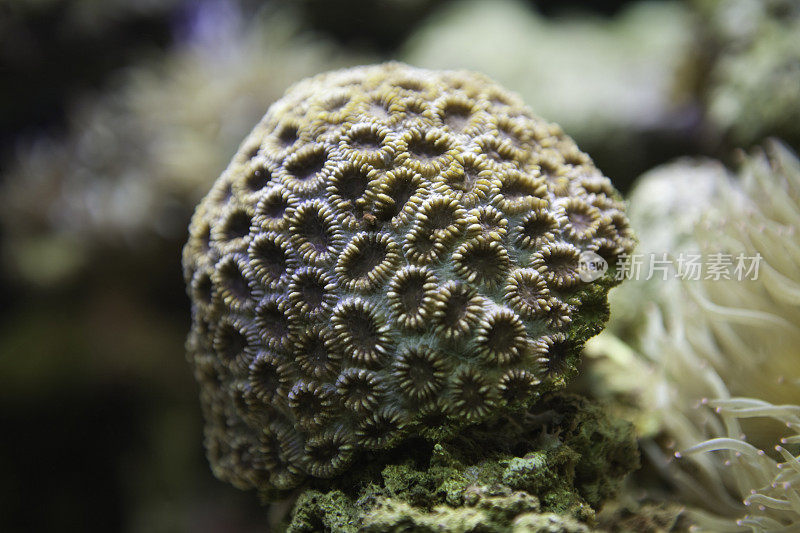 石珊瑚科