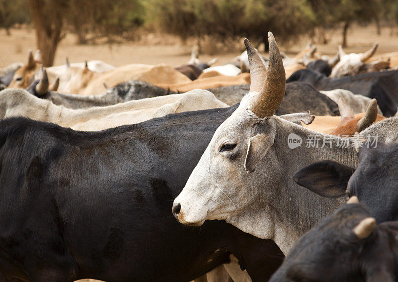 马赛土地上的牛