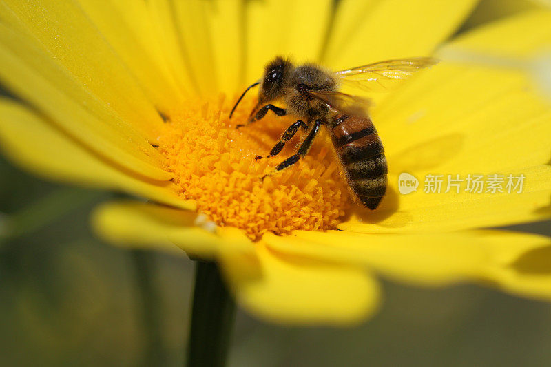 蜜蜂在花上的大图像