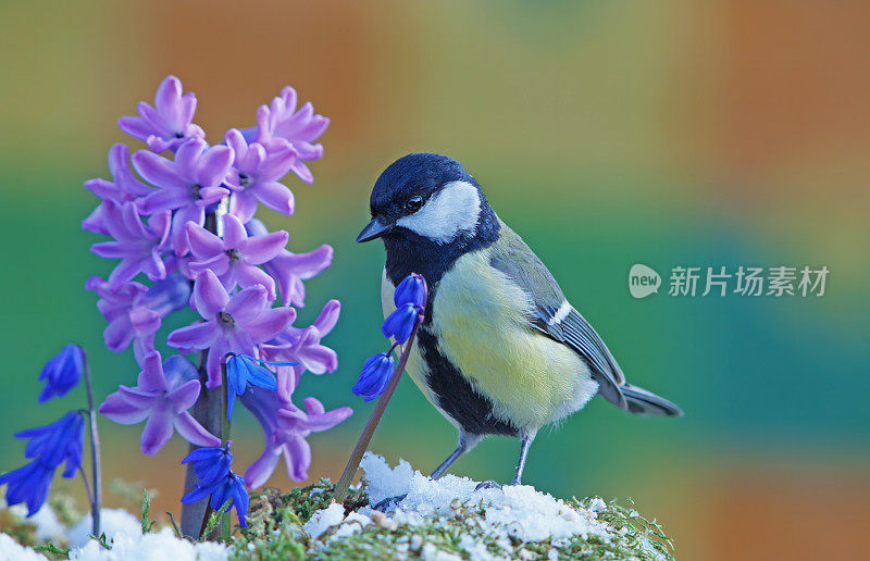 春季大山雀