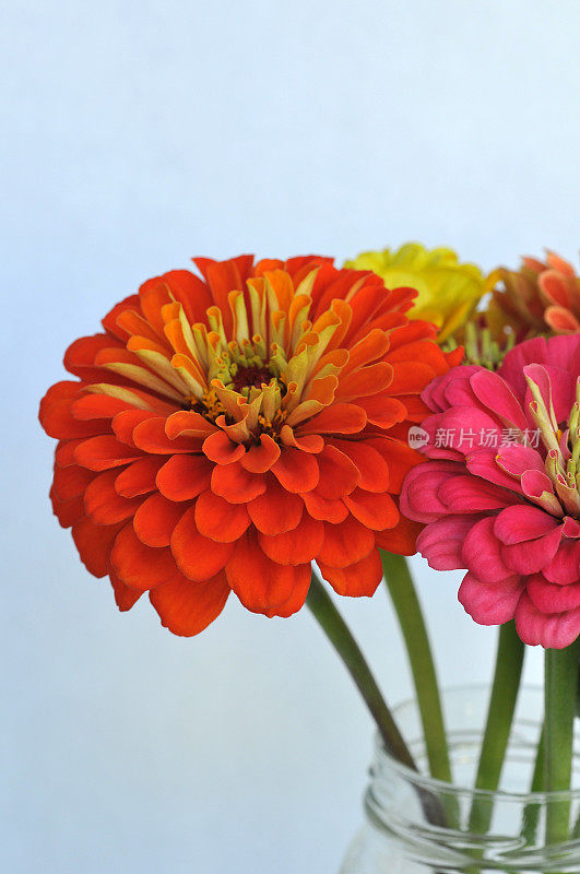 Zinnia花束