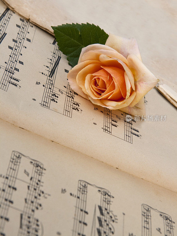 玫瑰和音符