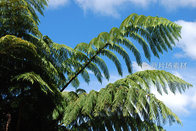 新西兰蓬加(蓬加)蕨叶