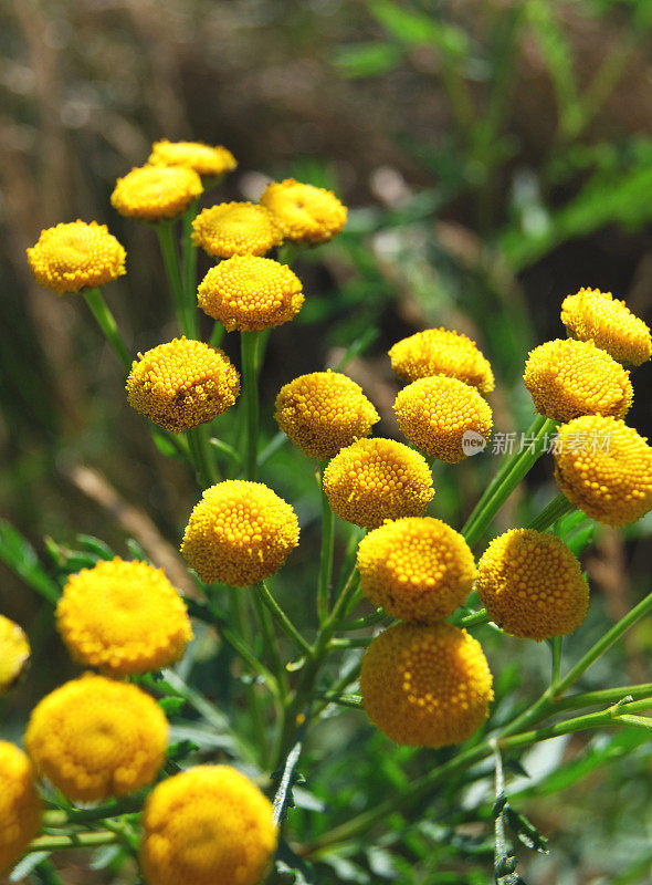 艾菊(Tanacetum)