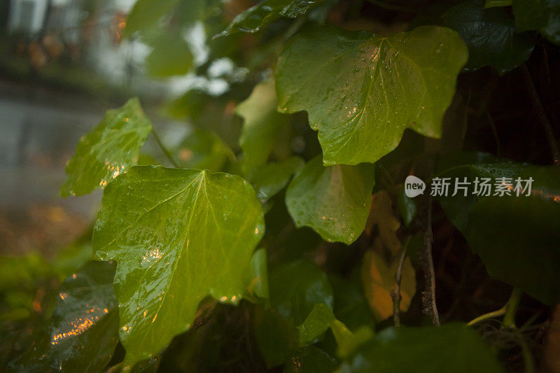 潮湿和多雨的