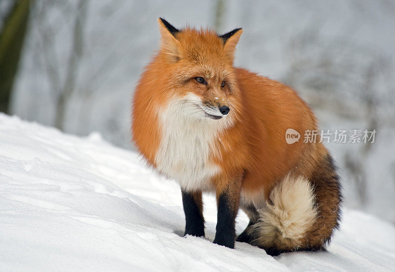 冬天的红狐