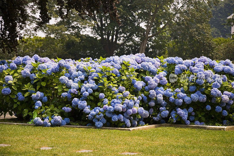 绣球花