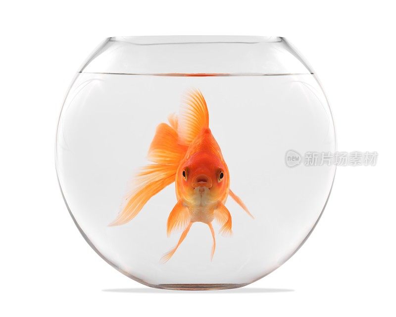 金鱼漂浮在玻璃球和白色的背景