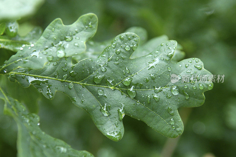 雨滴