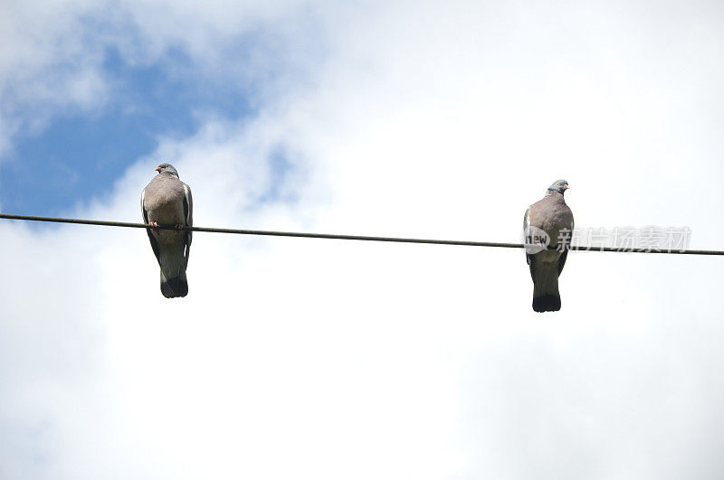 两只鸽子坐在一根电线上