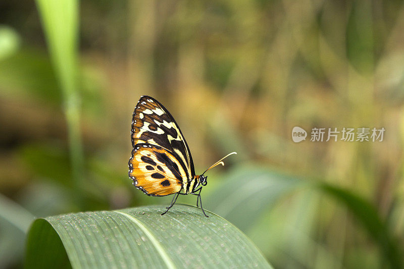 哈耳摩尼亚Tigerwing蝴蝶