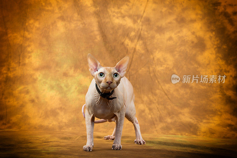 sphynx猫