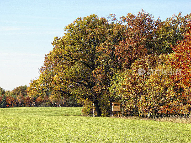 五彩缤纷的橡树在秋天的时间在草地上的田野