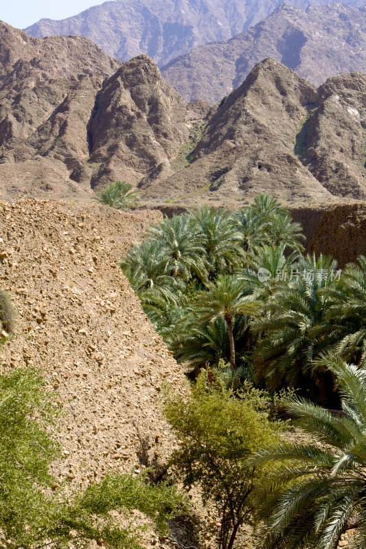 阿拉伯联合酋长国-健康的椰枣在阿拉伯沙漠河道。