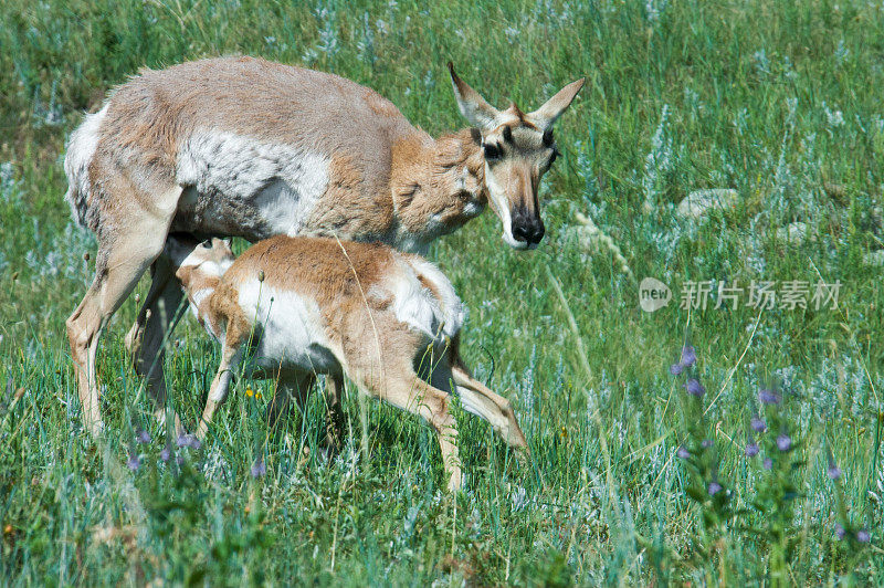母鹿在喂小鹿宝宝