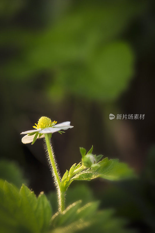 野生草莓的花