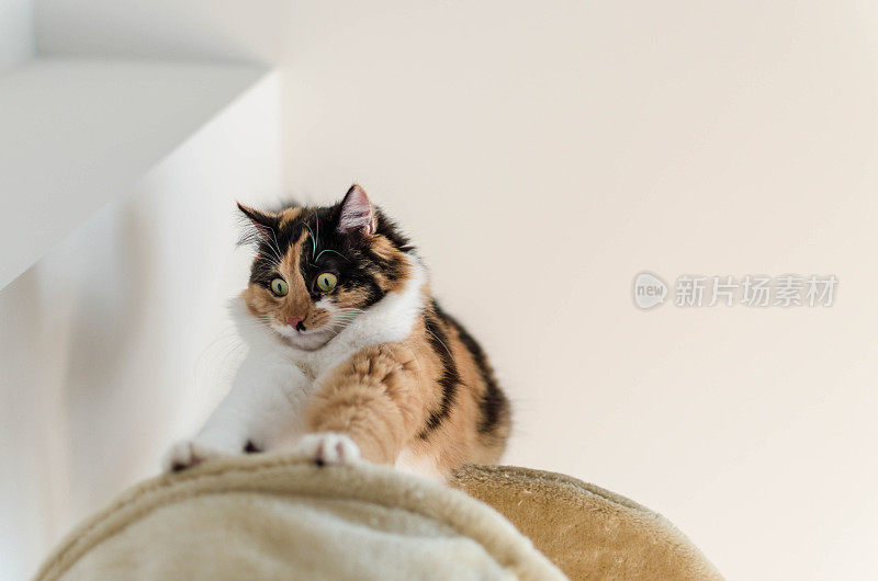 美丽的成年花斑猫害怕高度
