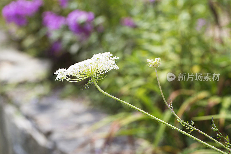 安妮女王的花边