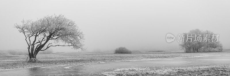 雾气迷蒙的沼地，树上结着冰和霜