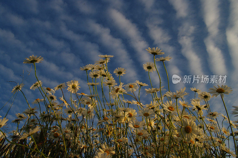 玛格丽特花