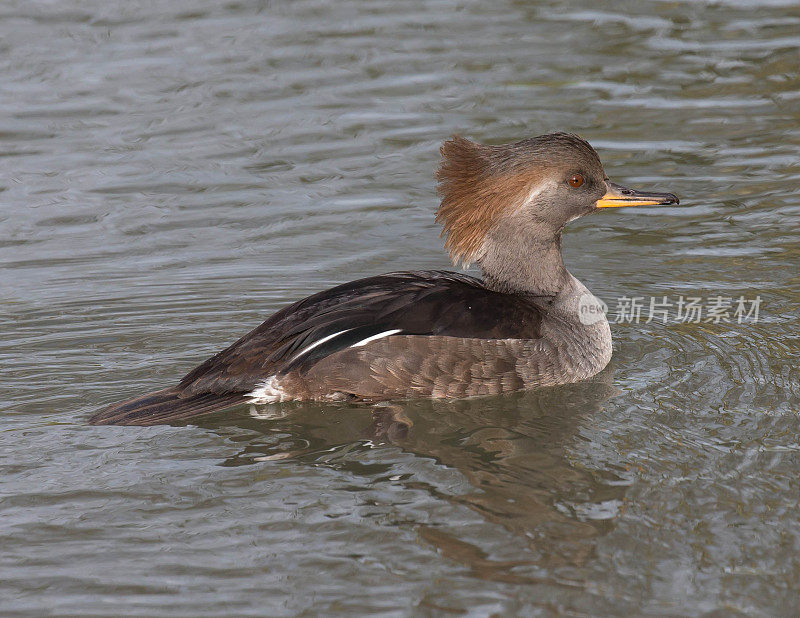 连帽秋沙鸭