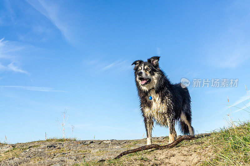 友好的边境牧羊犬在草地沙丘与木棍