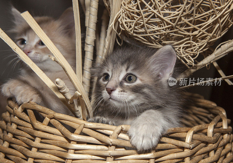 篮子里的小猫