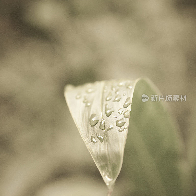 雨夜过后。