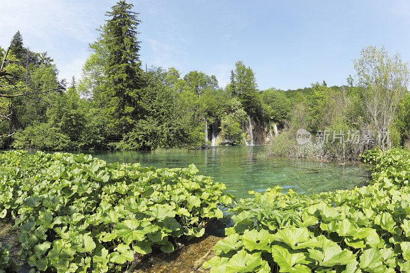 绿松石森林池塘和瀑布克罗地亚Plitvice